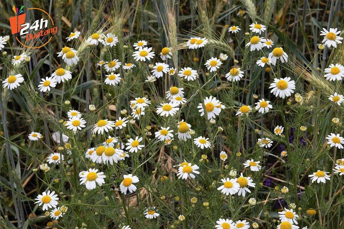 cúc la mã hoa tươi đẹp hoa online quatang24h.com.vn