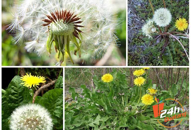 hoa bồ công anh ho tươi đẹp hoa online quatang24h.com.vn