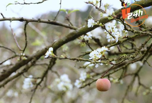 hoa mận hoa chữa bệnh hoa tươi online đẹp